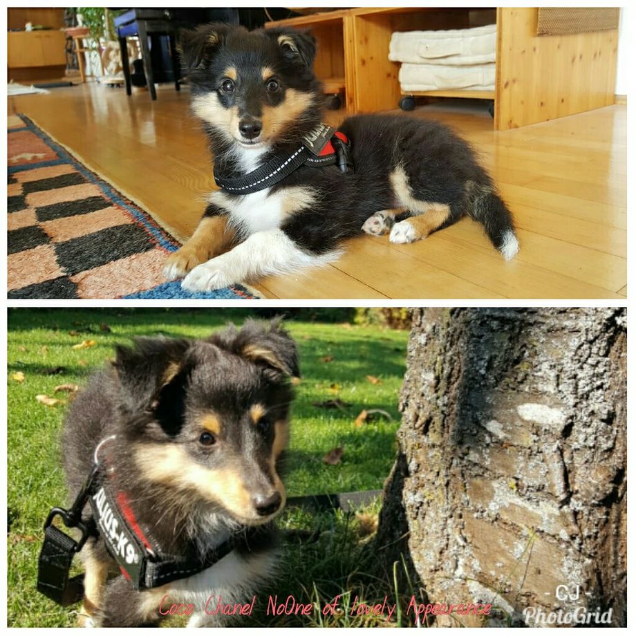 Coco Chanel NoOne hat sich prima in ihrem neuen Zuhause eingelebt. Vielen Dank Magdalena für die süßen Fotos!