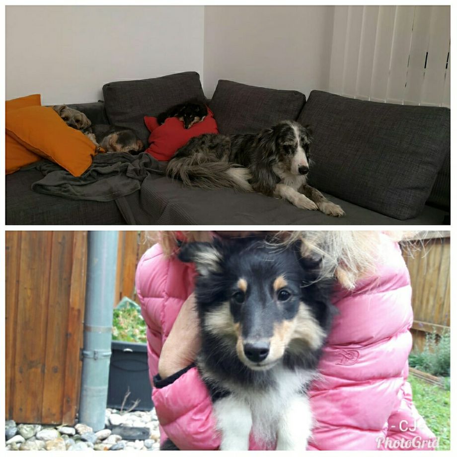 Calvin K t'Cuddly fühlt sich sichtlich wohl im neuen Heim. Vielen Dank Claus B. für das nette Foto und danke, dass wir Euch spontan besuchen durften. Wir haben uns sehr gefreut!