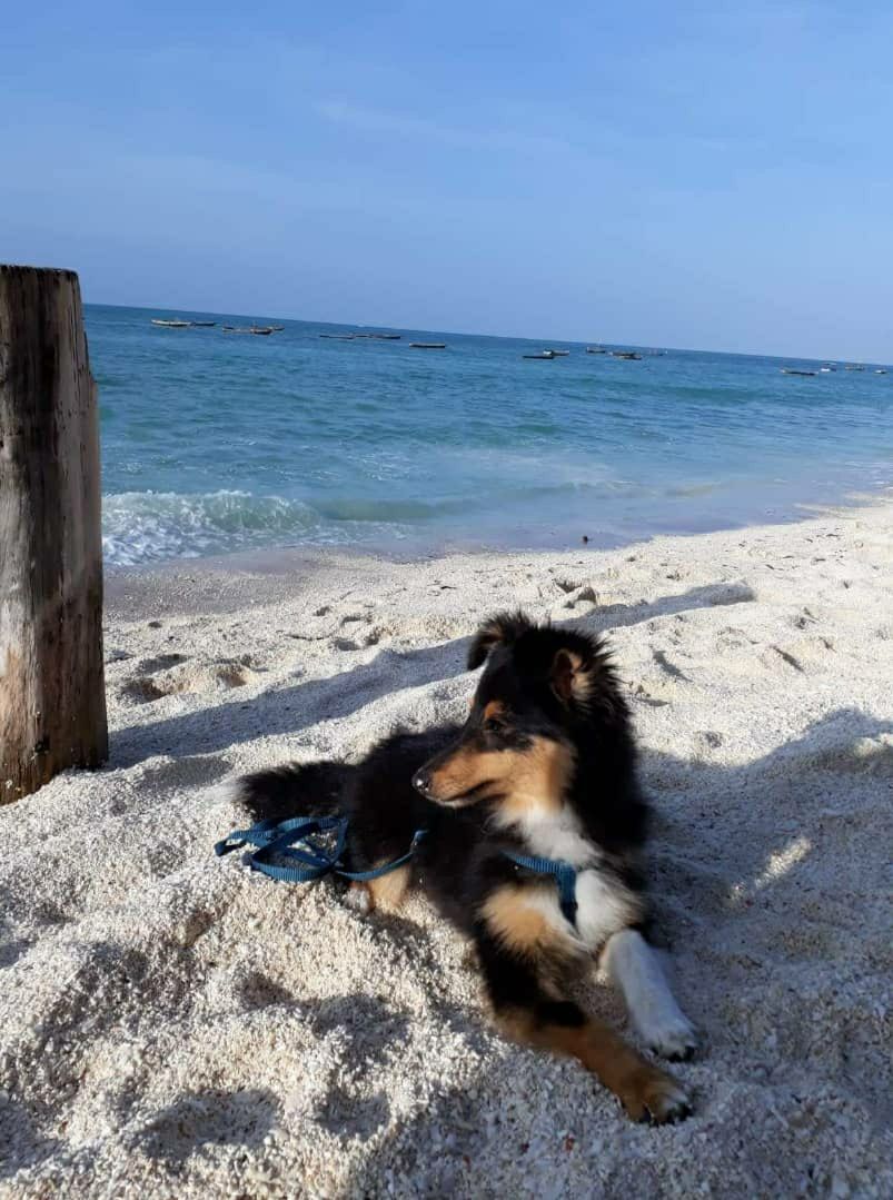 Hund müsste man sein😀Coco Chanel No One of lovely Appearance chillt am Strand in Afrika. Danke Magdi für das traumhafte Foto.