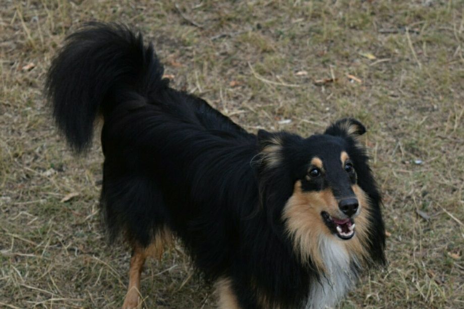 Auch bei Calvin K t'Cuddly haben wir vorbeigeschaut. Er ist ein sehr hübscher, braver junger Mann geworden. Danke für den netten Ausflug zum Teich!!
