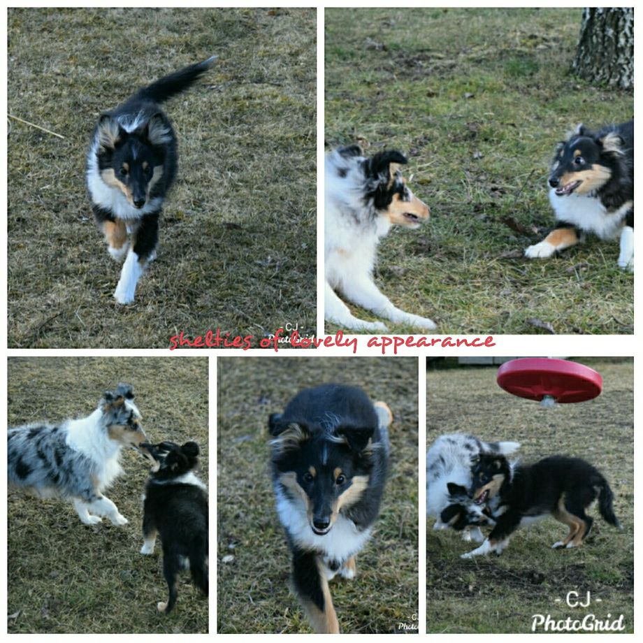 Dear courageous Sam of lovely Appearance war mit seinem netten Frauchen und Herrchen bei uns zu Besuch. Die Freude war riesengroß und wir haben einen wunderschönen Nachmittag mit 