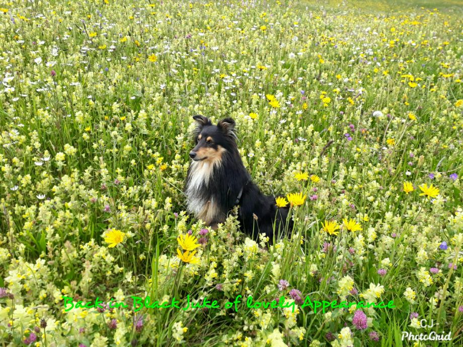 Back in Black Juke macht nach einer Wanderung Pause😍
Vielen Dank für das hübsche Foto