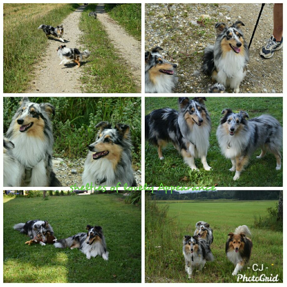 Devil of a Fellow of lovely Appearance macht mit seinem Rudel Urlaub in Kärnten. Vielen Dank für die schönen Stunden, die wir bereits miteinander verbracht haben und noch verbringen werden!