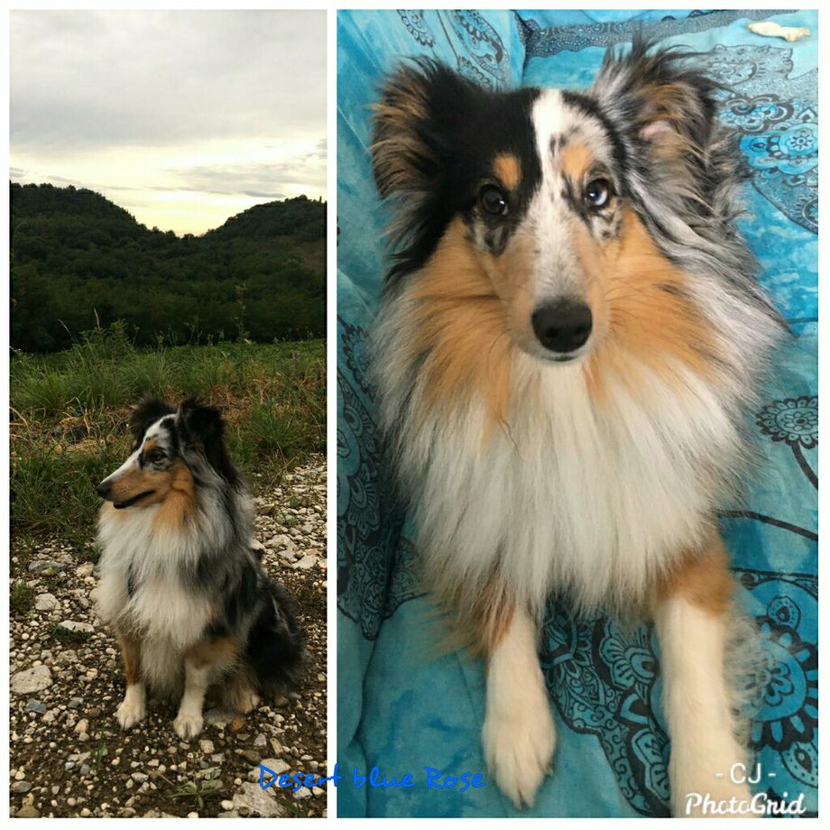Desert blue Rose chillt im Urlaub. Ein wunderschönes Mädchen, das es genießt, mit Frauchen und Herrchen zu verreisen. Vielen Dank!