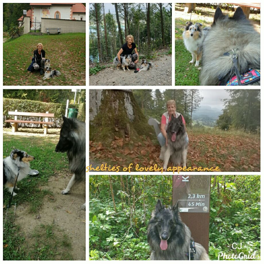 Meine Freundin und ihr Tervueren-Rüde haben uns wieder besucht und wir waren natürlich wieder viel unterwegs. Alle Mädels waren zuvor läufig gewesen und haben für den sanften Riesen noch so gut gerochen, dass es unmöglich war, ein Gruppenfoto zu machen😊