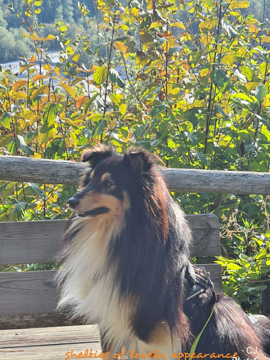Black Diamond Jack of lovely appearance. Vielen herzlichen Dank für das schöne Foto!