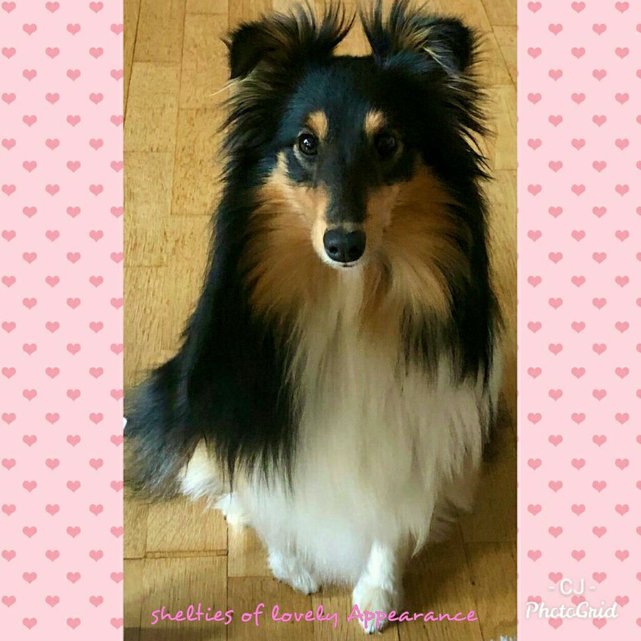Delicious Toffee of lovely Appearance (*13.10.2019) hat sich zu einer wunderschönen jungen Hündin entwickelt. Vielen lieben Dank für das schöne Foto!