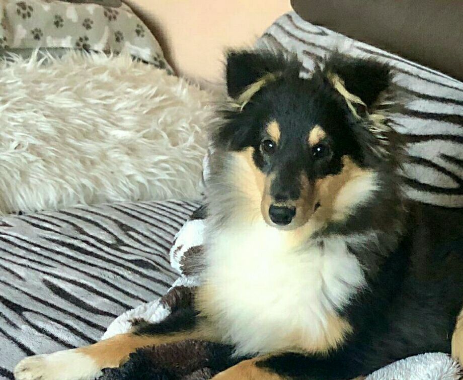 Eliza Deluxe of lovely Appearance, 5 Monate, hat nicht nur das Herz ihres Frauchens im Sturm erobert, sondern auch den besten Platz auf dem Sofa😚vielen lieben Dank für das süsse Foto!