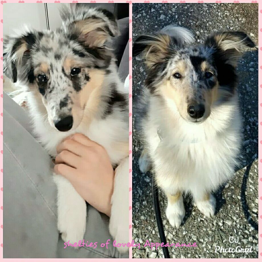Extremely adorable und Elsa Ice Queen of lovely Appearance (5 Monate) haben sich total schnell in ihren neuen Familien eingelebt und werden heiss geliebt. Vielen Dank für die Fotos und die Liebe, die ihr Euren Fellnasen gebt! 