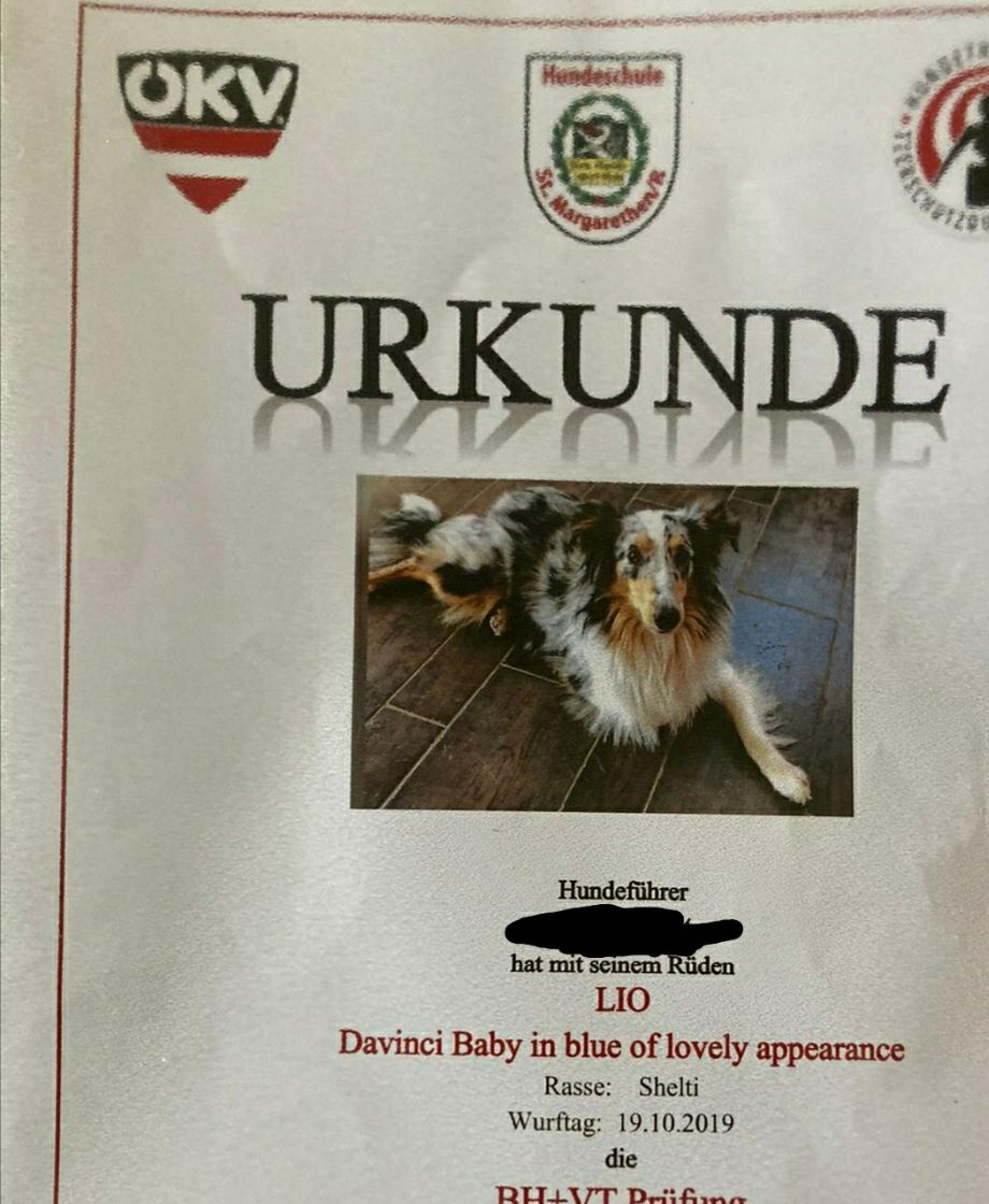 Gratulation unserem Da Vinci in Blue, der mit seinem Herrchen erfolgreich die BH-Prüfung bestanden hat. Sind meeega stolz auf Euch!