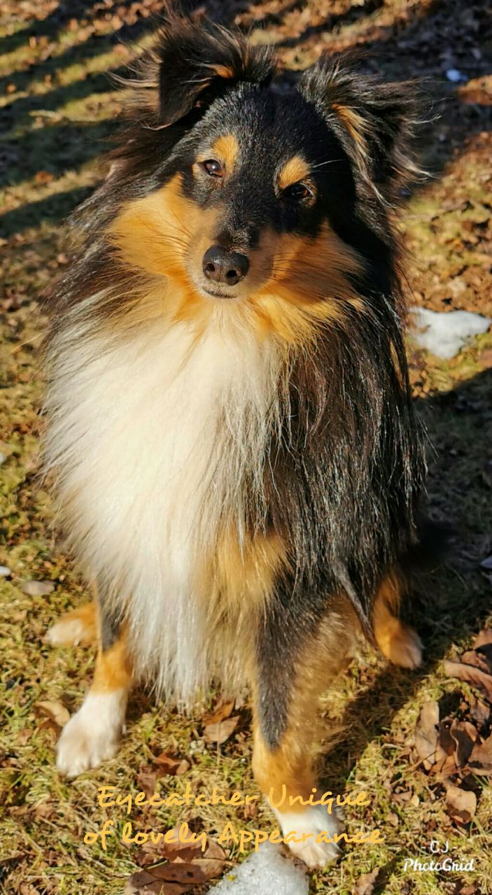 Eyecatcher Unique of lovely Appearance (14 Monate) hat sich zu einem wunderschönen jungen Mann entwickelt. Vielen lieben Dank für das schöne Foto!