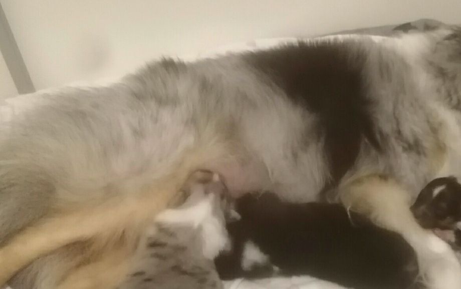 Am 1.1.22 wurde unser F-Wurf geboren.
2 Rüden tricolour und 1 Hündin blue-merle. 