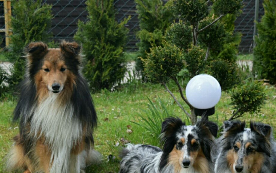 Ein schönes Ostergeschenk: Devil of a Fellow (ganz rechts im Bild) besucht uns mit seinem Rudelfreund Limi (ganz links im Bild).
Vorne rechts: Mama Rose und daneben links: Schwester Donatella