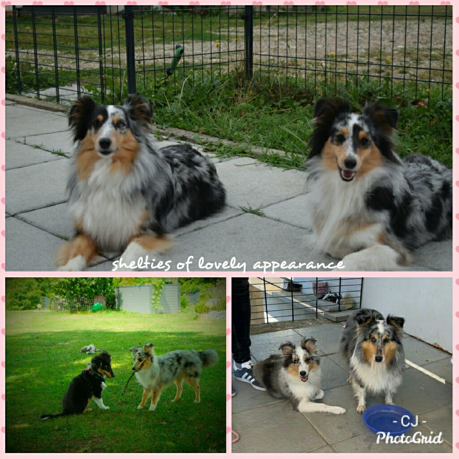 Besuch von den G's😍Groovy kind of Love und Give peace a chance.
Es war ein wunderschöner Tag, vielen Dank. Sehr gerne wieder!
Auch Desert blue Rose hat uns besucht, vielen lieben Dank. Es war wieder so schön mit Euch. Auch an dieser Stelle: HERZLICHEN DANK für die vielen Fotos und Videos. Leider kann ich aus Kapazitätsgründen nicht alle auf die Homepage stellen. Aber ich freue mich riesig, dass Ihr mich am Leben 