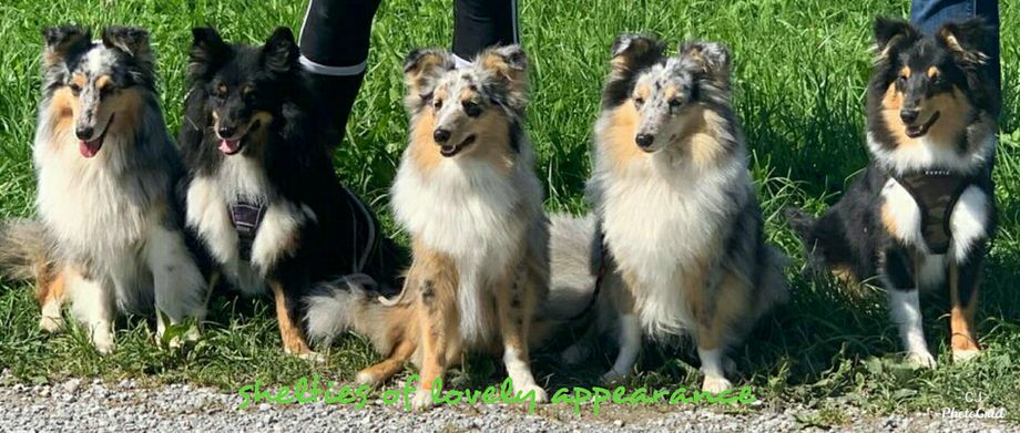 Auch bei Groovy kind of Love of lovely Appearance waren wir zu Besuch. Vielen Dank für die schönen Stunden. Er und auch seine Schwester Greatest Love of all haben sich super bei ihren neuen Familien eingelebt und werden mehr als geliebt😙