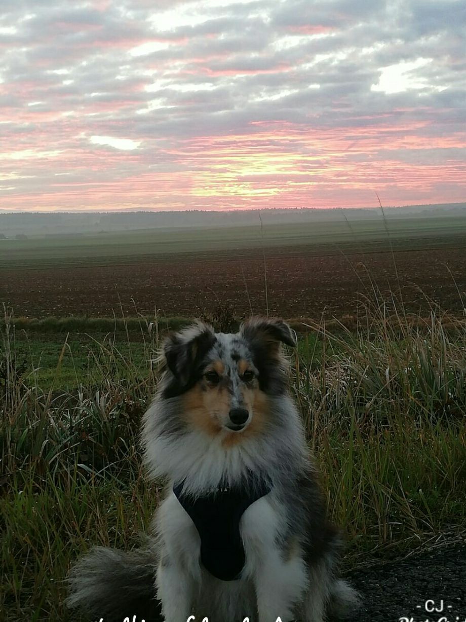 Blue Diamond Rose of lovely Appearance (*14.05.2017) genießt den morgendlichen Spaziergang mit ihrem Frauchen. Vielen lieben Dank für das wunderschöne Foto! 😙😙