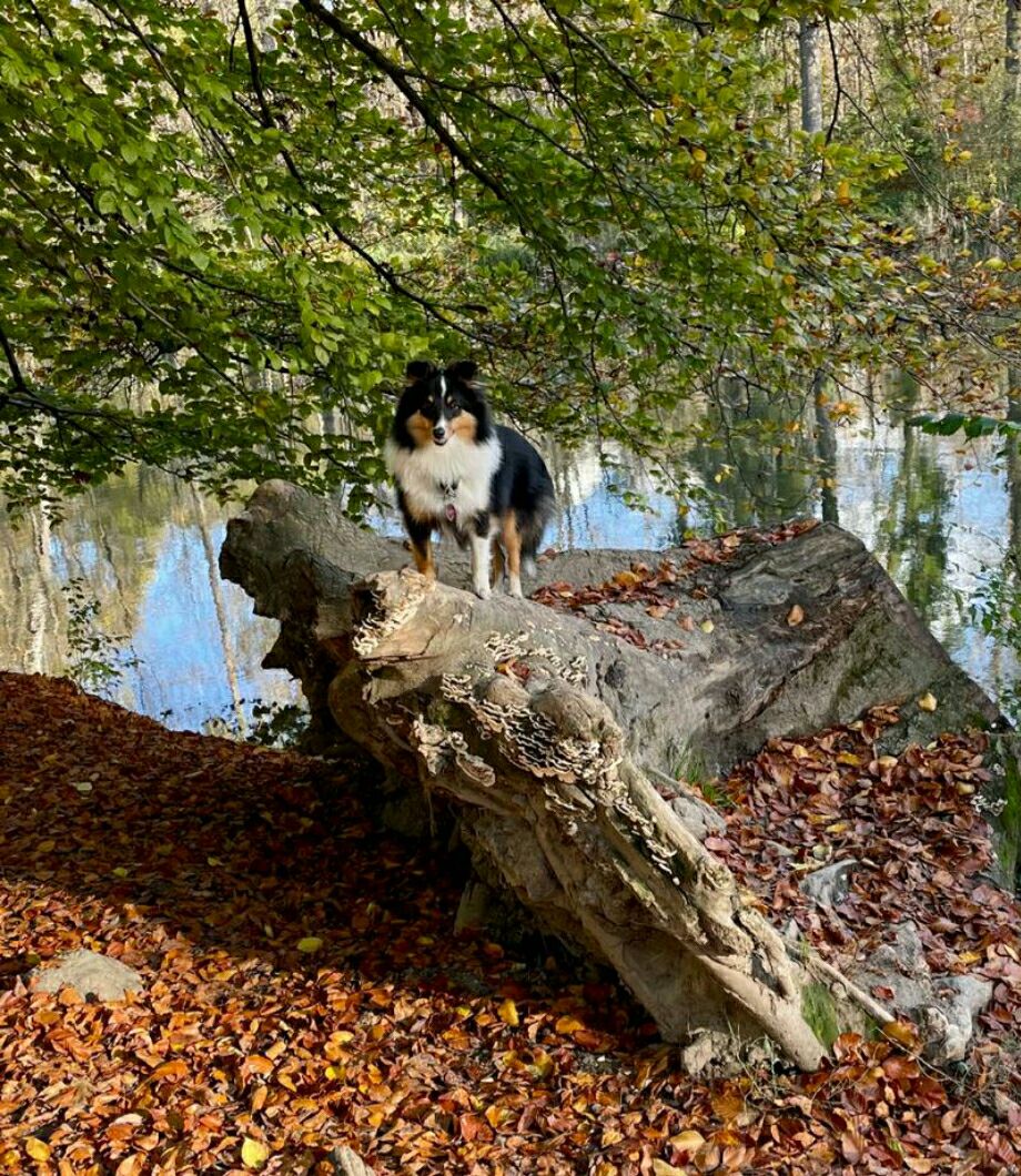 Greatest Love of all of lovely Appearance (*02.03.2022) ist viel mit ihrem Rudel unterwegs. Heute genießt sie den schönen Herbsttag. Vielen lieben Dank für das coole Foto😙