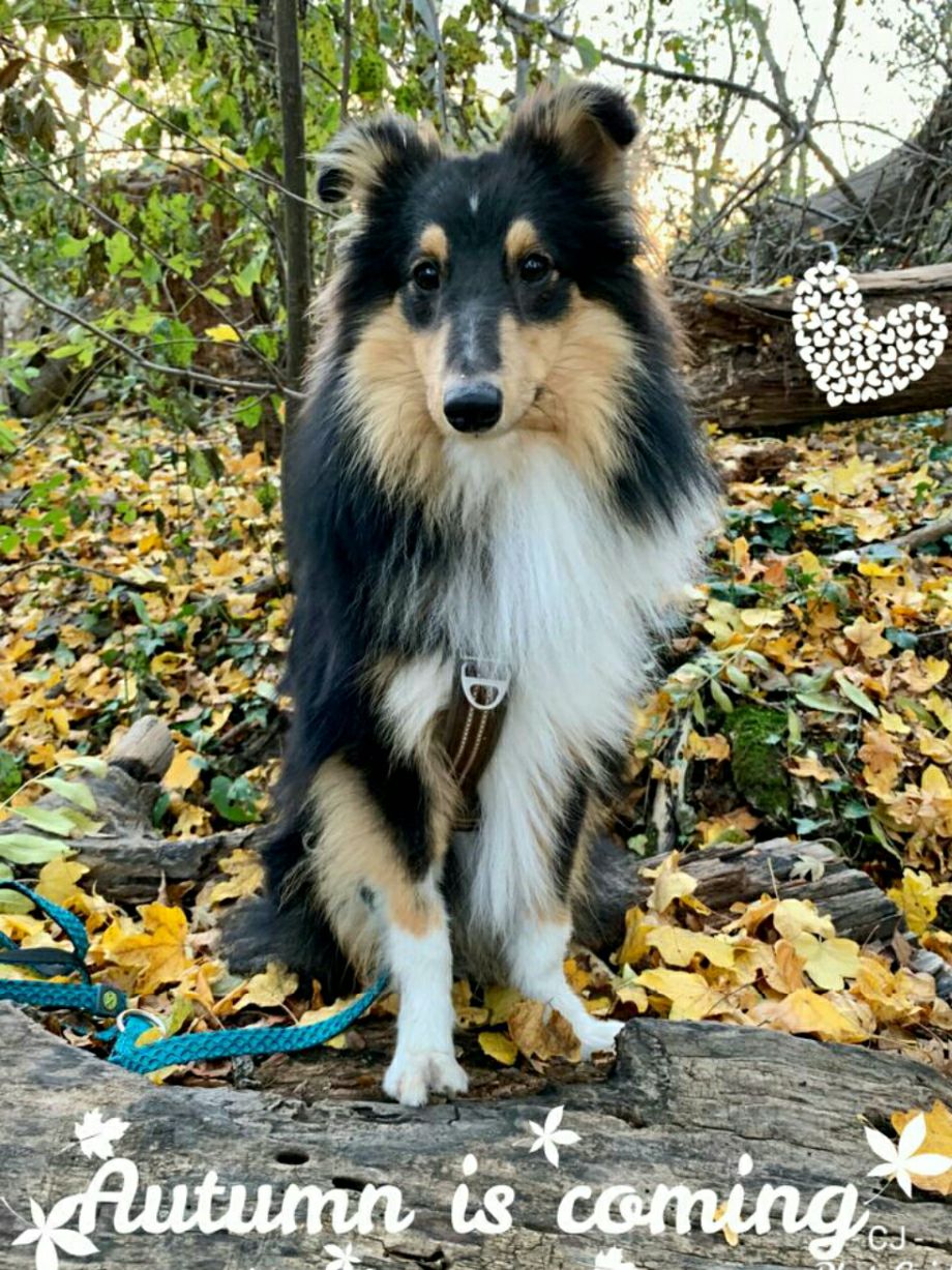 Fighter for Life of lovely Appearance genießt ebenfalls mit seinem Rudel den schönen Herbsttag. Das wochenlange Bangen und die schlaflosen Nächte haben sich gelohnt. Er ist zu einem prachtvollen jungen, lebenslustigen Rüden herangewachsen und bereitet seiner Familie viel Freude. Danke für das schöne Foto😙😙